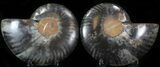 Split Black/Orange Ammonite Pair - Unusual Coloration #29605-1